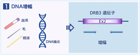DNA増幅